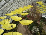 Chicago: Garfield Park Conservatory